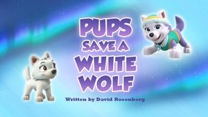 Pups Save a White Wolf