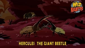 Hercules – The Giant Beetle