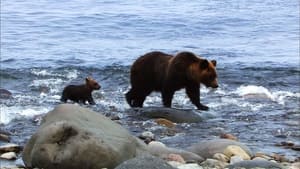 Shiretoko, Brown Bears of the Shore