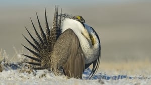 The Sagebrush Sea