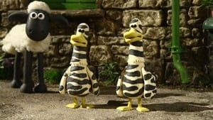 Zebra Ducks Of The Serengeti