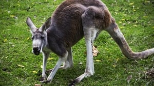 Kangaroo Mance