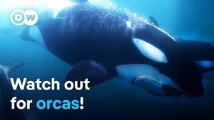 Orca interactions- Danger in the Strait of Gibraltar