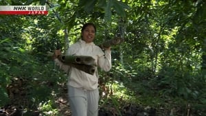 The Power of Bamboo: Indonesia