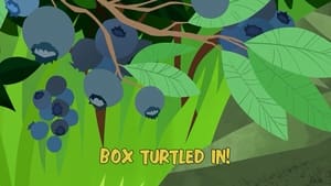 Box Turtled In!