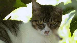 Yamanashi: Cats and Grapes