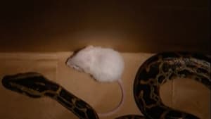 Snake vs. Mouse