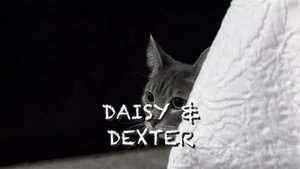 Stalking Miss Daisy