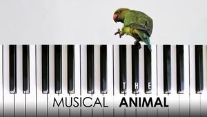 The Musical Animal