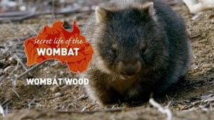 Wombat Wood