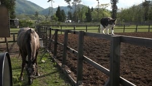 Iwate: Land of History and Horses