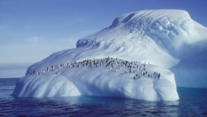 Penguins of the Antarctic