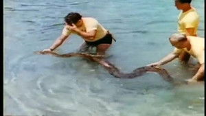 Danger: Wild Animals