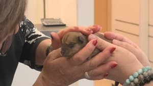 A 24/7 Animal Hospital: When a Pet Needs a Vet