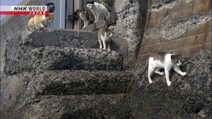 Kagawa: A Cat Island Paradise