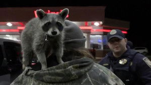 Sex Trafficking Arrest