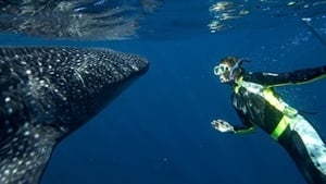 Whale Shark