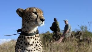 The Cheetah Orphans