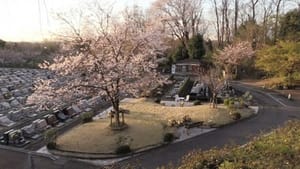 Jumokuso: Resting Beneath a Cherry Tree