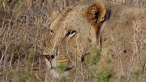 The Man-Eaters of Tsavo