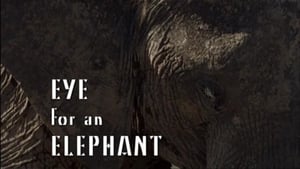 Eye for an Elephant