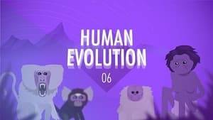 Human Evolution