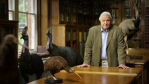 Attenborough's Big Birds