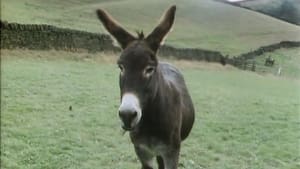 Catching Digby's Donkey