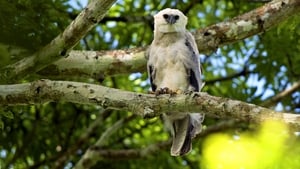 The Monkey-Eating Eagle of the Orinoco