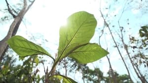 Homegrown Sustainable Forestry: Indonesia