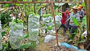 Laos' Banana Boom