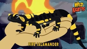 Fire Salamander