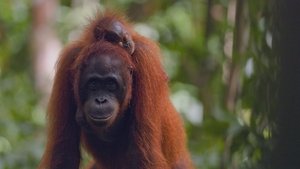 Orangutans