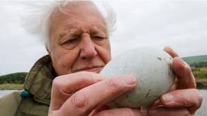 Attenborough's Wonder of Eggs