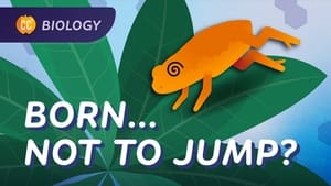 Why This Toad is Bad at Jumping, and Other Mysterious Animal Behavior