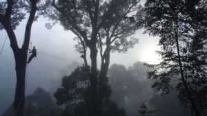 Deep Jungle: New Frontiers