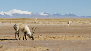 Tibetan Antelope: Mysterious Migration