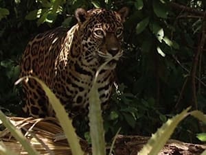 Costa Rica's Tropical Forests