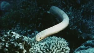 The Sea Snake