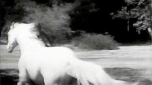 The Wild Stallion