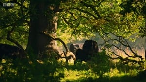 Boy in the Woods