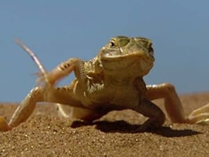 The Arid Namib