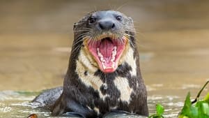 Giant Otter Stakeout