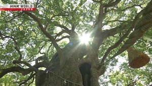 The Future of an A-bombed Shrine