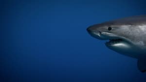 Secrets of the Killer Mega Shark