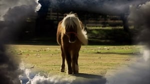 Li'l Sebastian