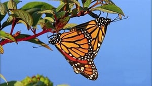 The Incredible Journey of the Butterflies