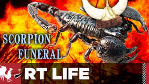 Scorpion Funeral