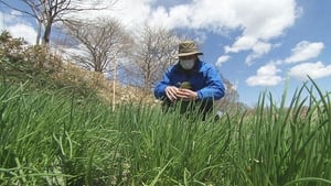 Wild Vegetable Picking in Shiraoi