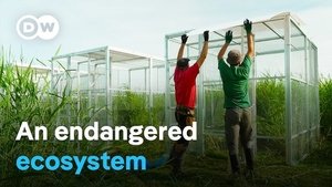 A small Polish village saves the moors